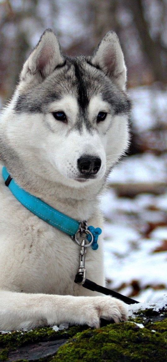 husky, snow, collar, hunting, care