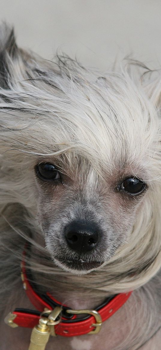 dog, puppy, fluffy, white