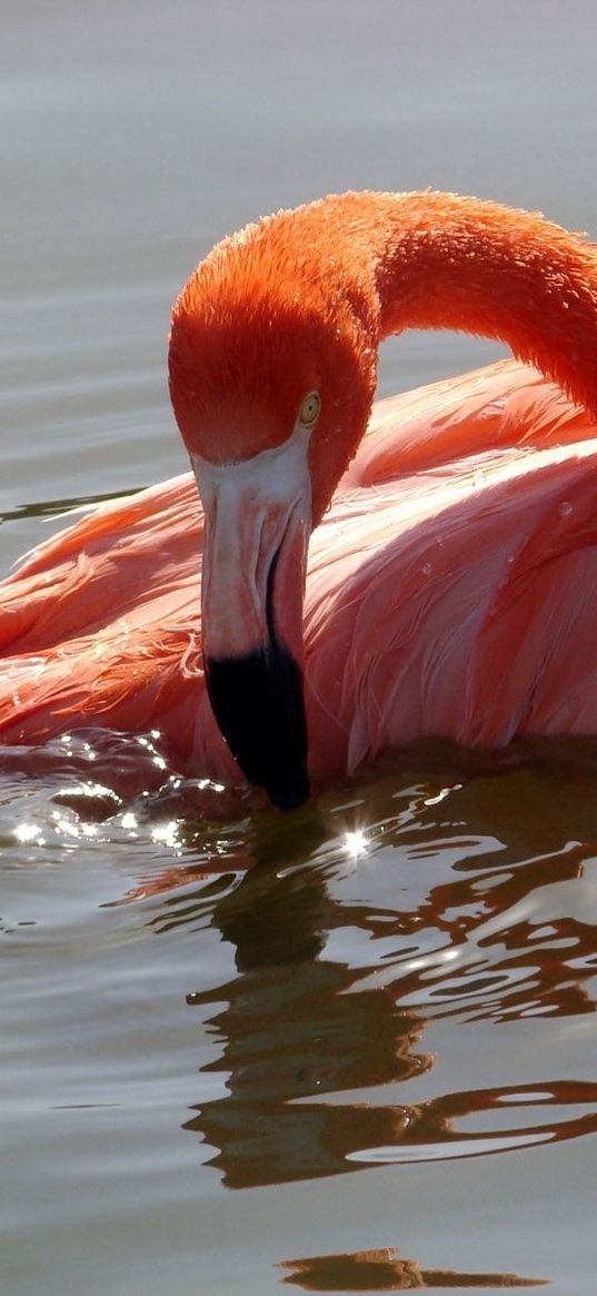 flamingo, bird, water, swimming