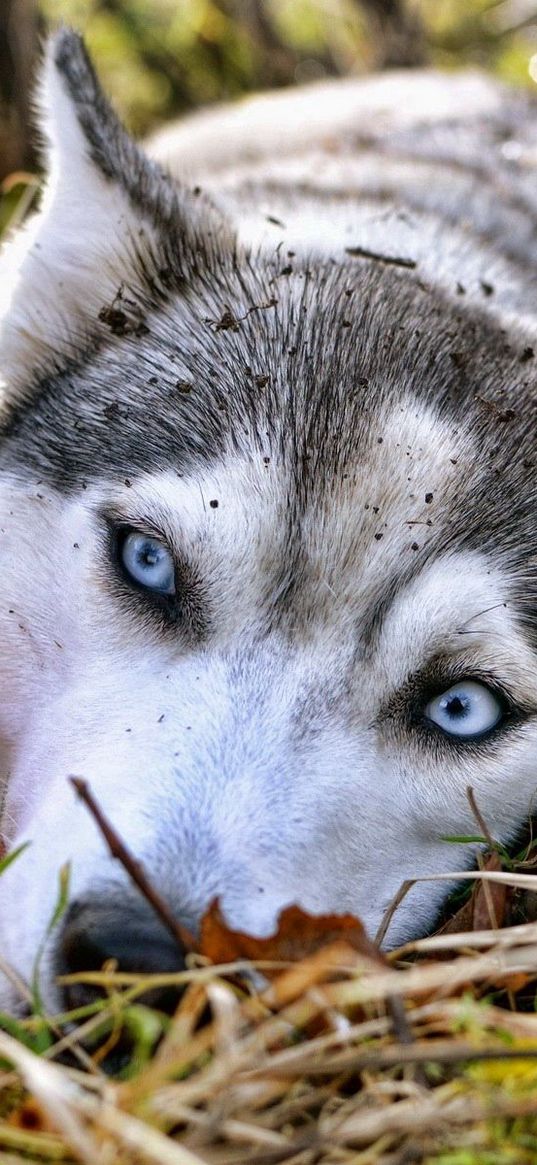 husky, grass, lie down, waiting, sadness