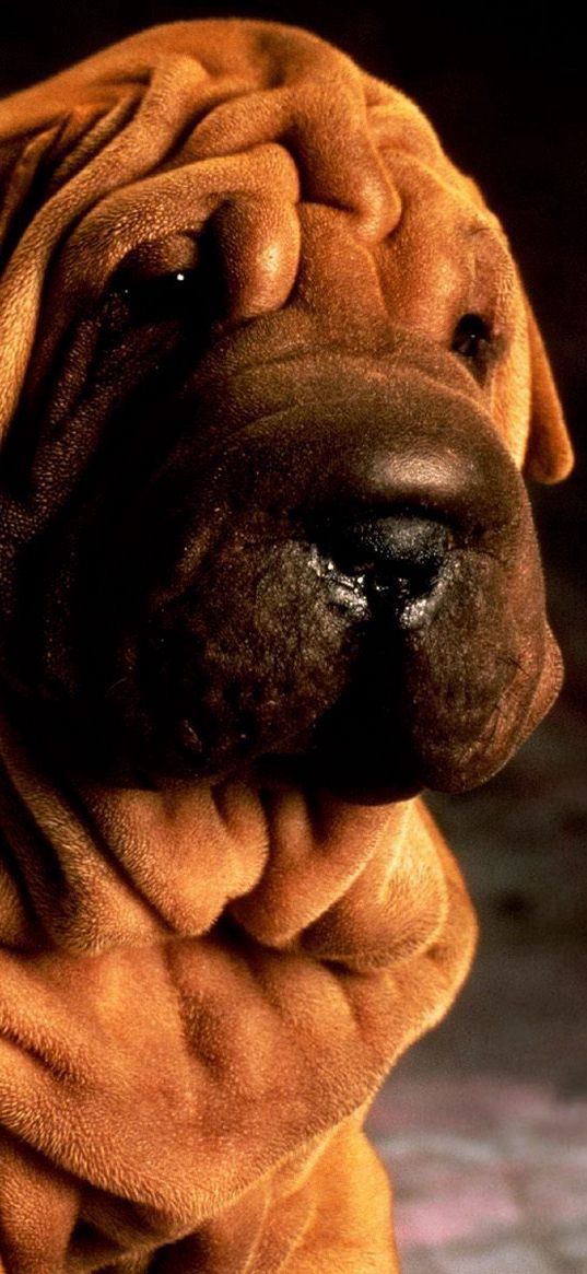 shar pei, animals, brown, dog, shadow