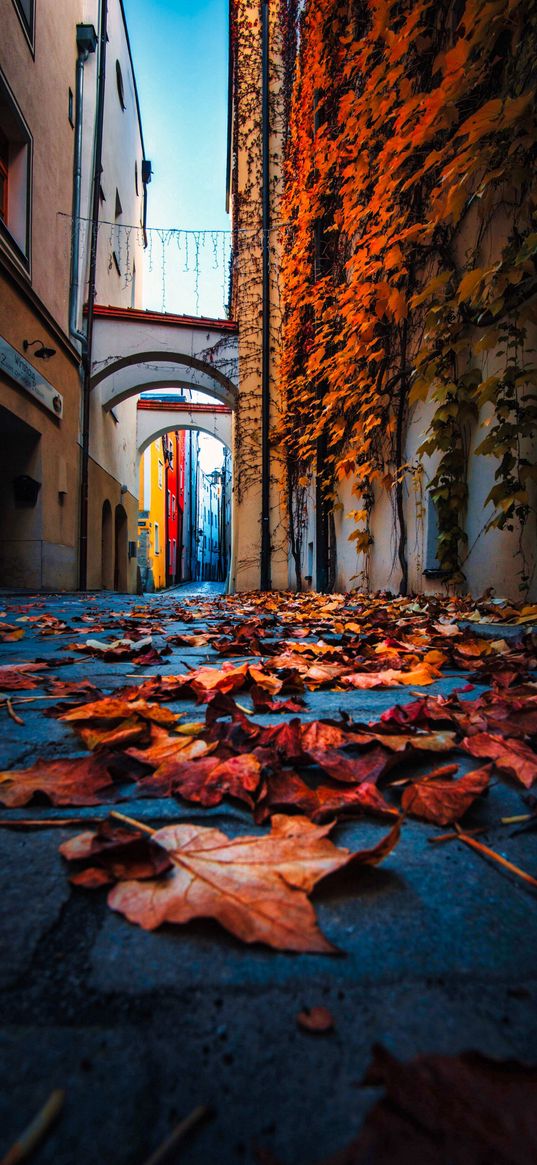 autumn, leaves, buildings, street