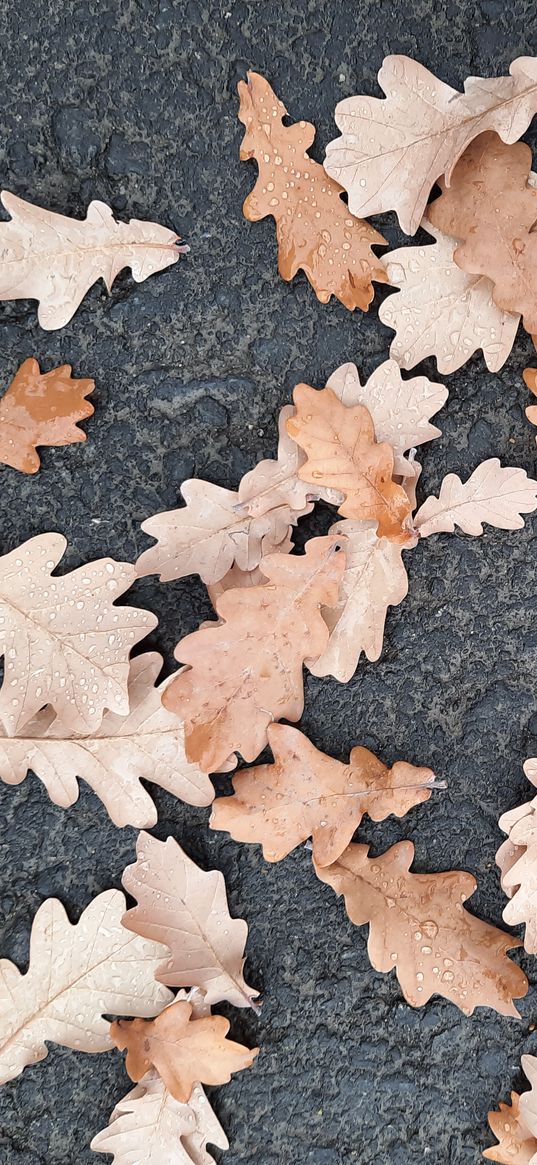 autumn, leaves, oak, asphalt