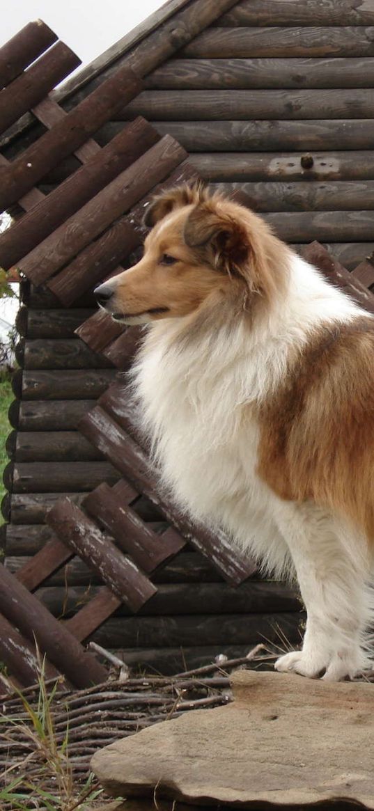 sheltie, dog, fluffy, beautiful