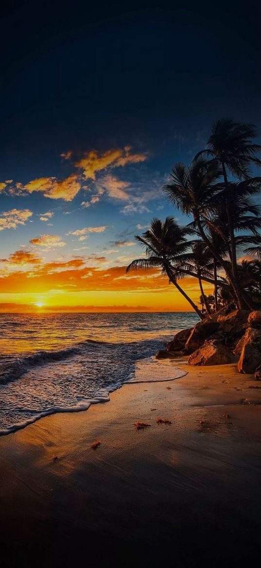 sea, palm trees, shore, beach, sunset, sun, clouds, sky, nature