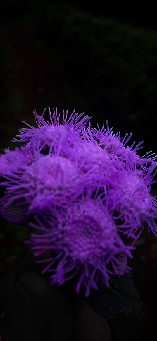 ageratum, flower, purple, nature