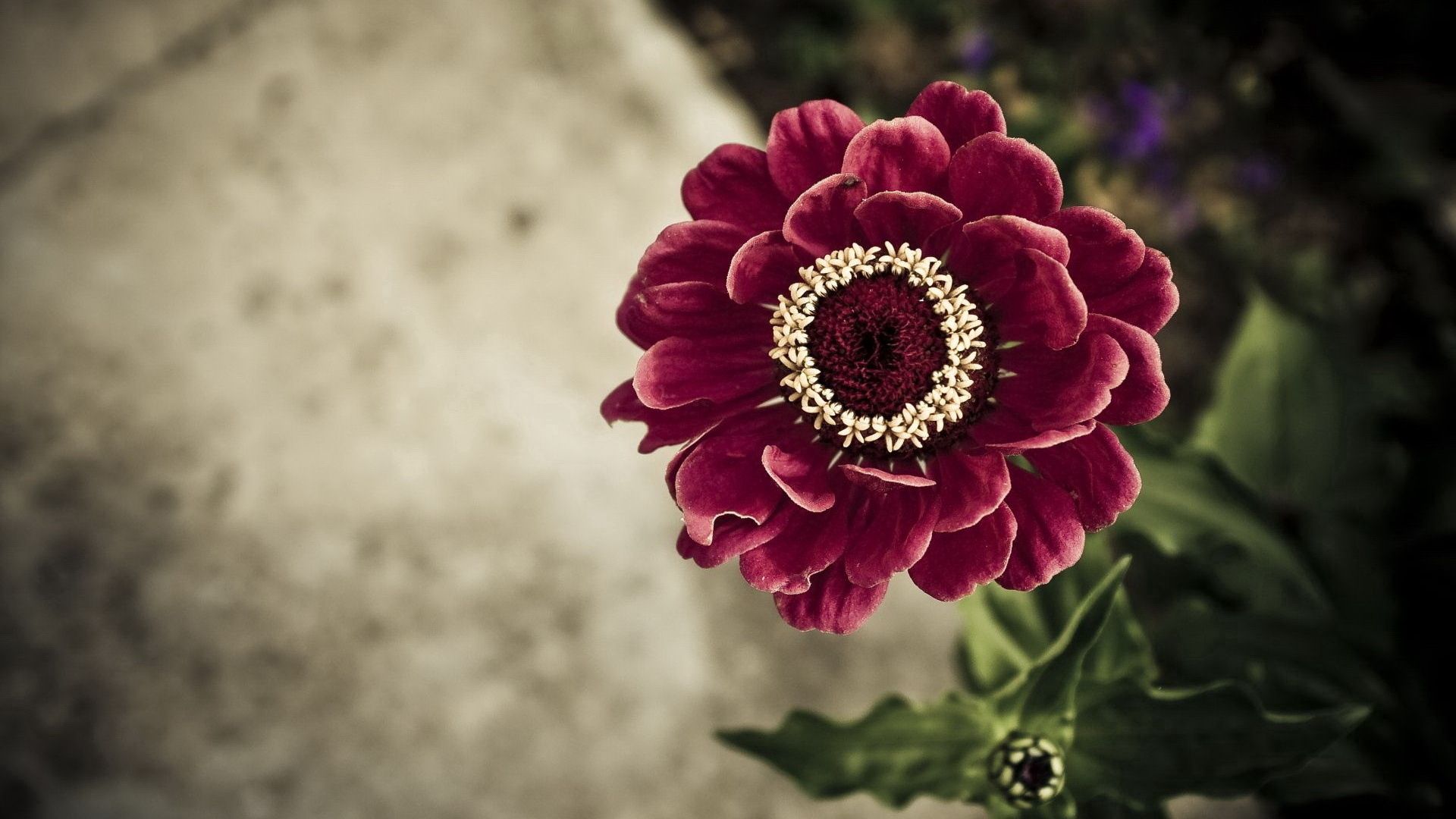 flower, petals, stem