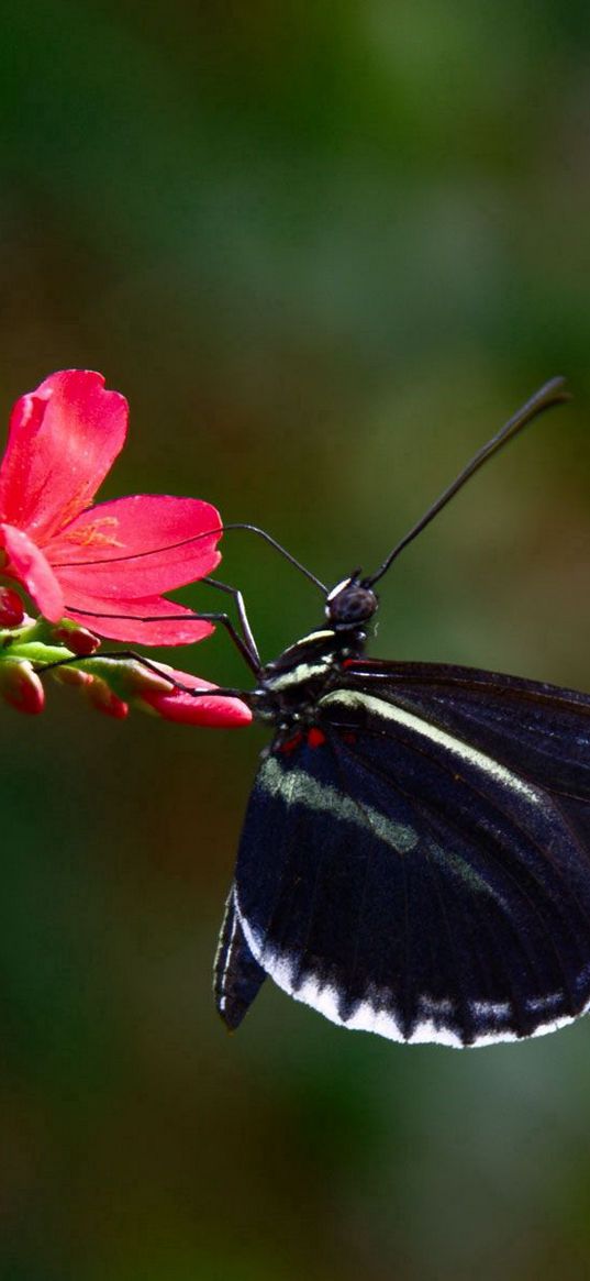 butterfly, flower, flying, wings, patterns