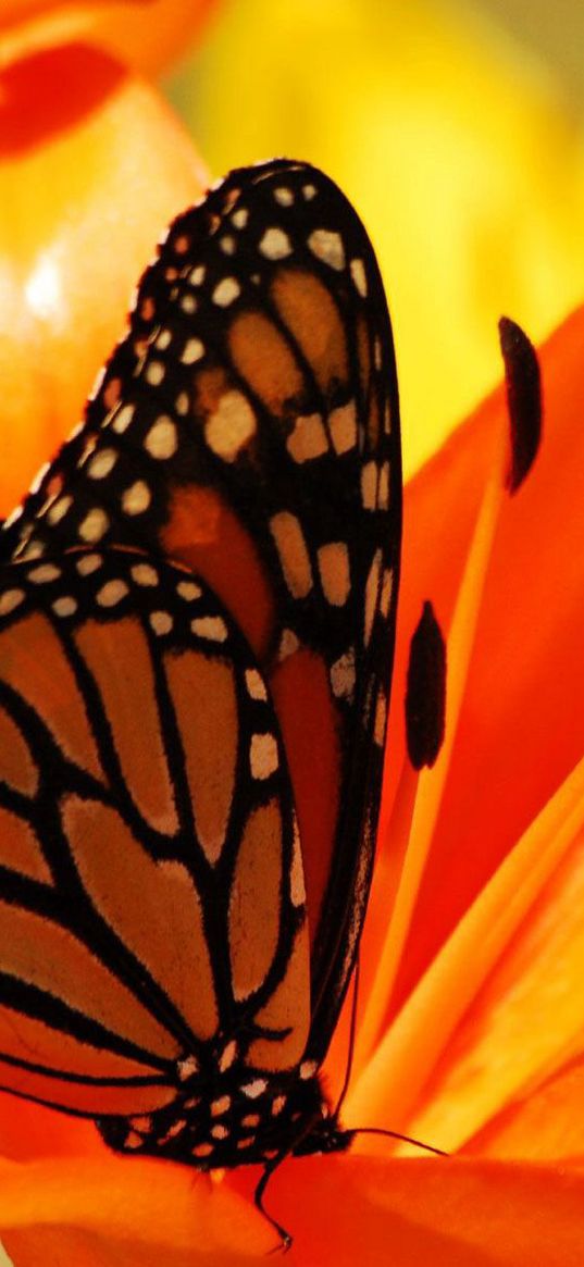 butterfly, flower, inside, shadow