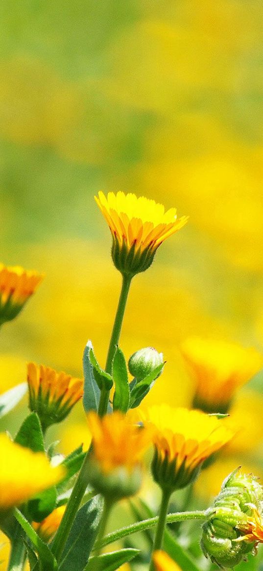 flowers, field, glare, blurred, background