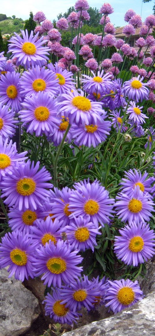 asters, flowers, stone, park, recreation