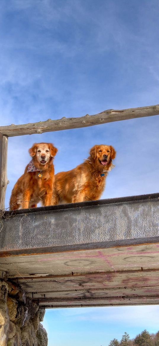 dogs, bridge, couple, sky