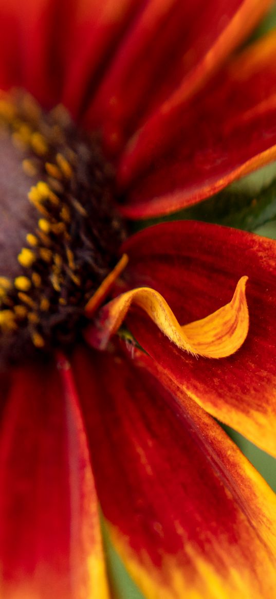 rudbeckia, flower, petals, blur, macro, red