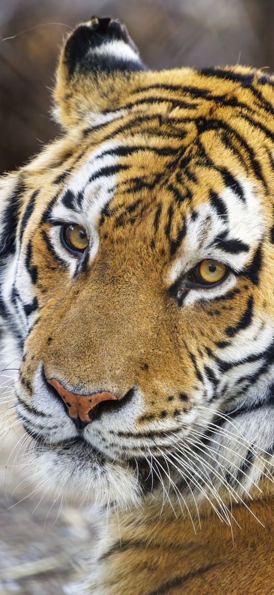 tiger, big cat, glance, predator, animal, wild life