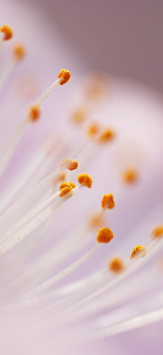 flower, stamens, macro, light