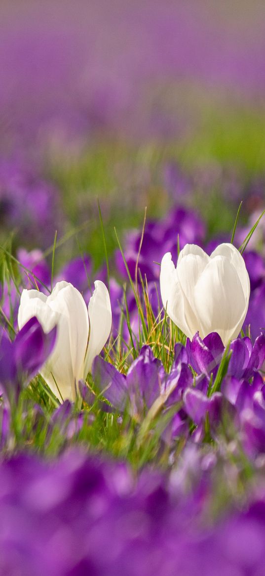 crocuses, flowers, petals, blur