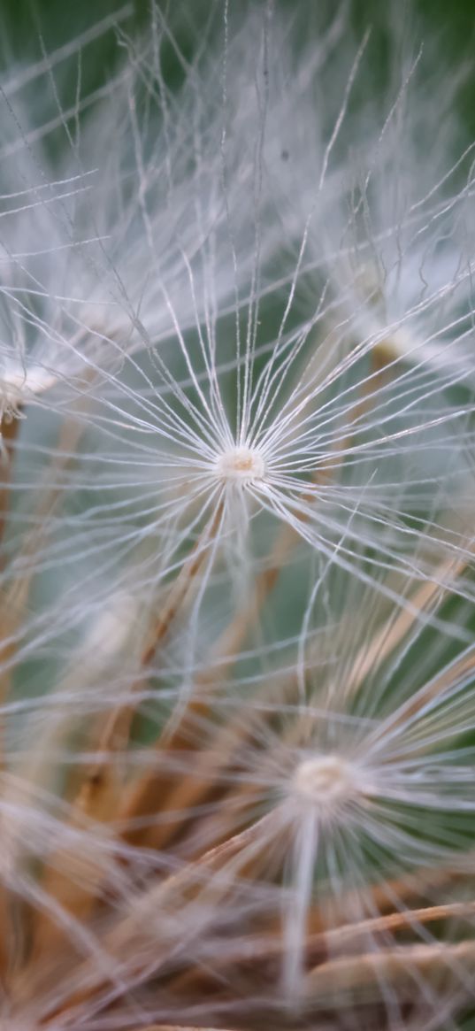 seeds, dandelion, fluff, plant, macro