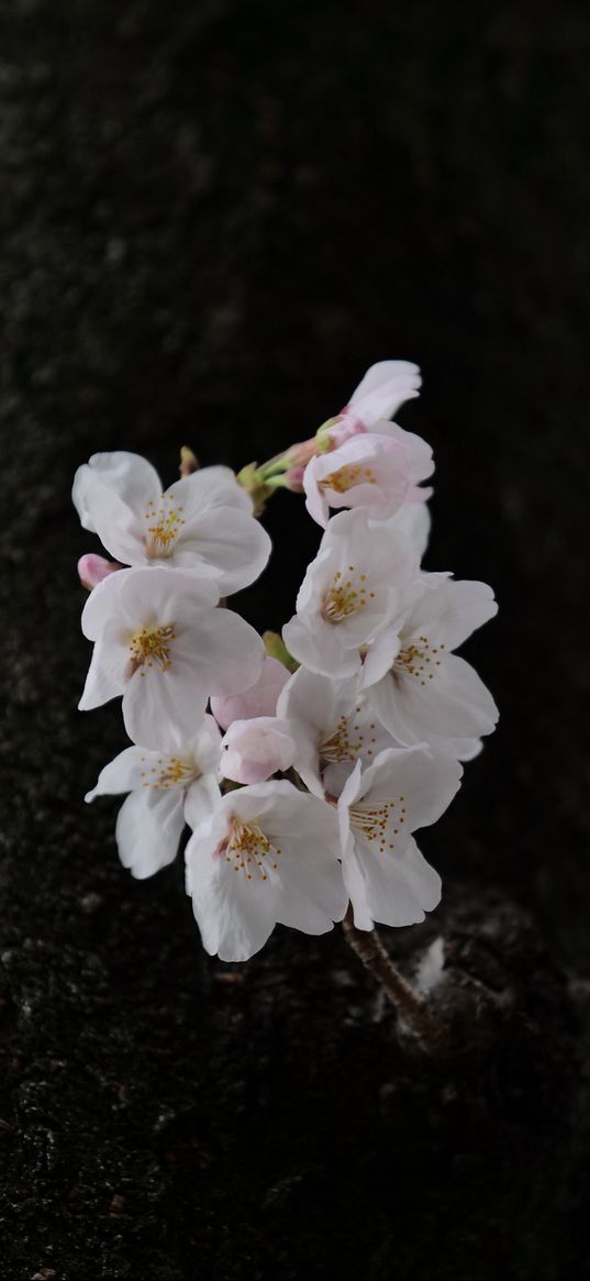 pear, flowers, petals, tree