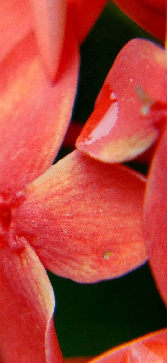 flower, petals, light, bright, blurred