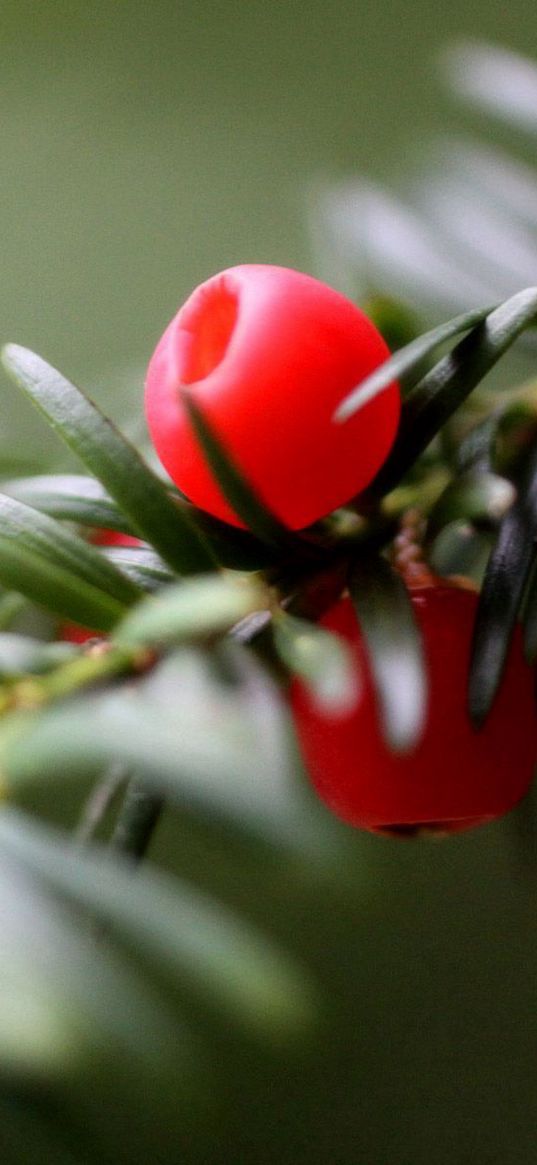 branch, berries, thorns, close up