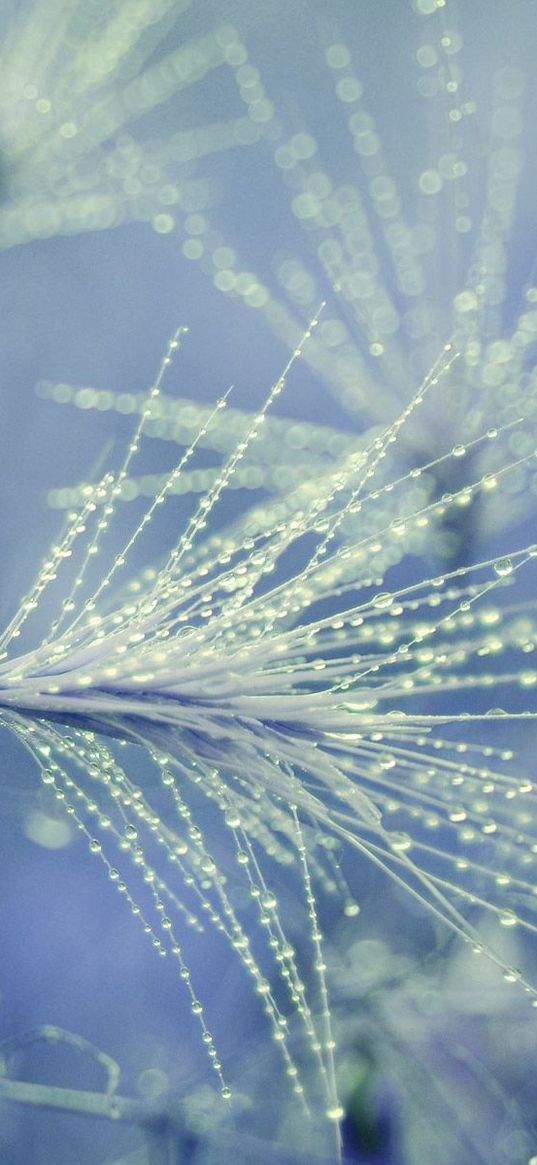 dandelion, seeds, drops, dew