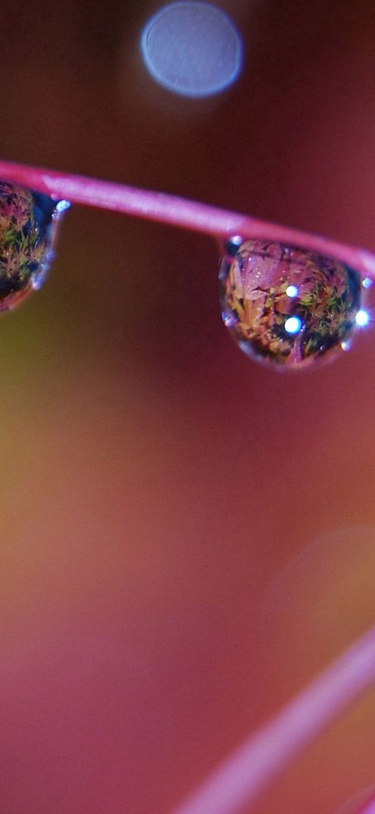 stem, color, drops, dew