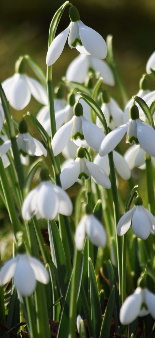 snowdrops, petals, flowers, white