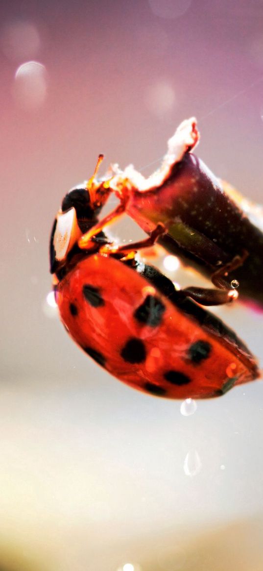 ladybug, crawling, insect, plant, glare