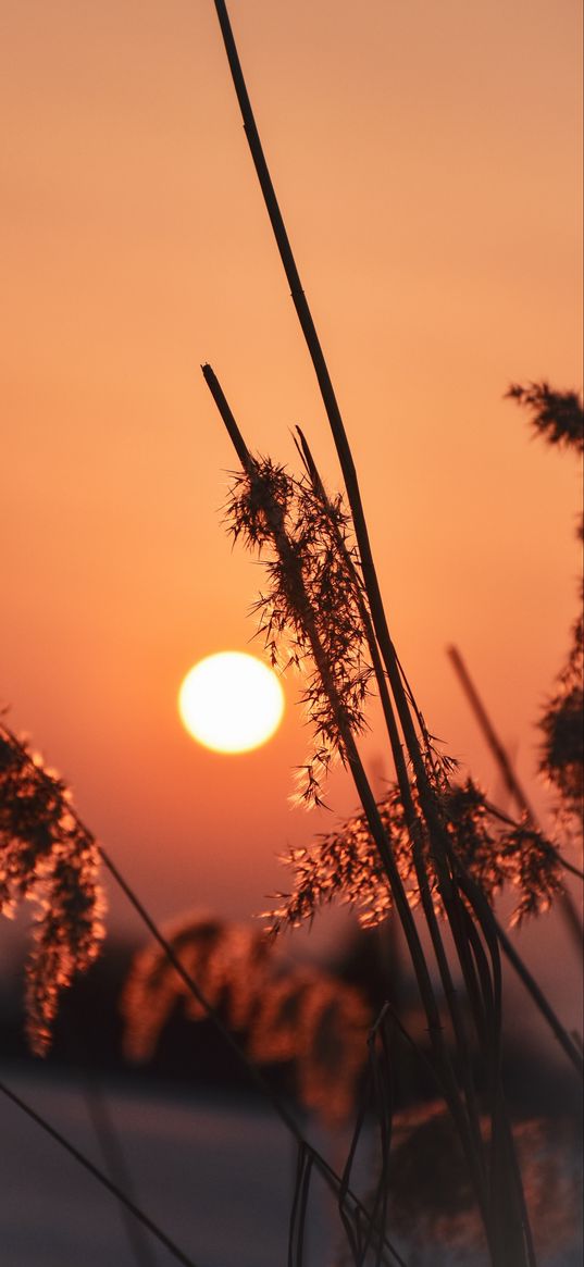 sun, sunset, spike, nature, orange