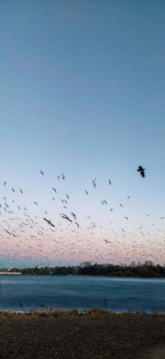 sky, water, seagulls, birds, nature