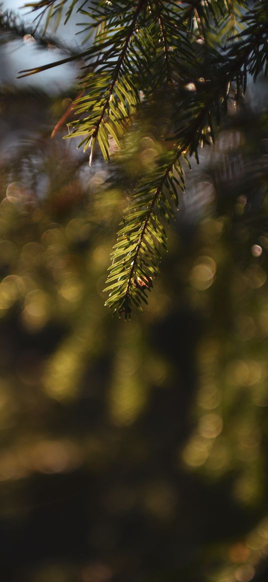 greens, summer, spruce, branch, needles, macro