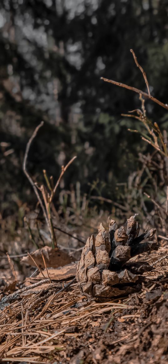 cone, nature, forest, trees