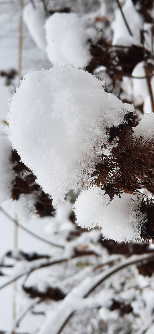 snow, winter, grass, burdock, thorns