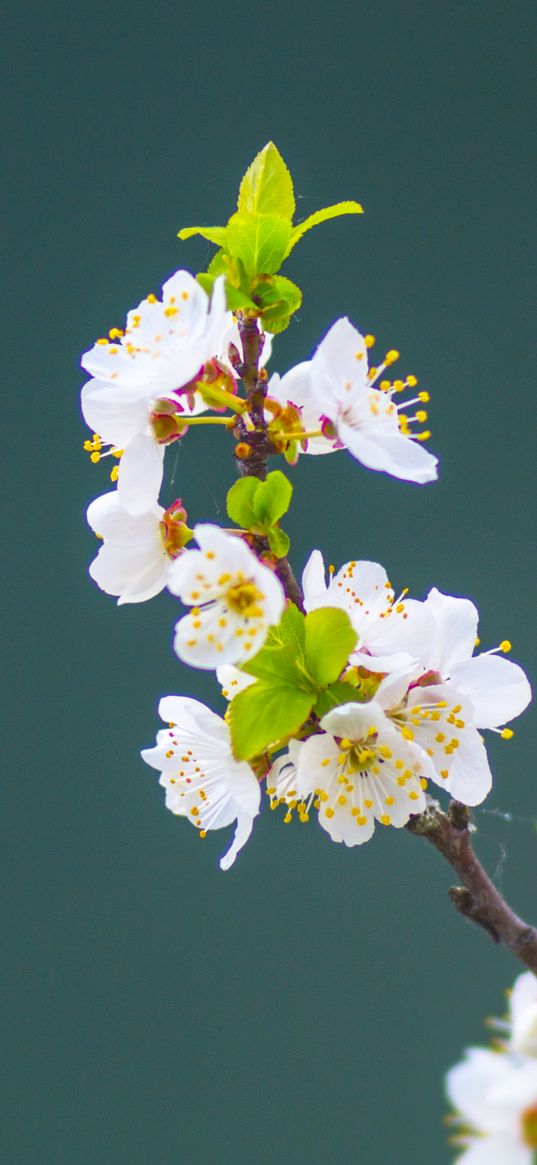 apple tree, flowers, petals, leaves, branch, macro