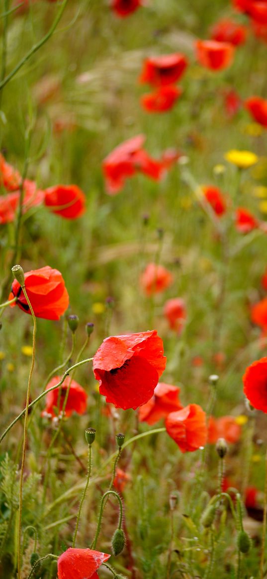 poppies, flowers, petals, buds, leaves, red