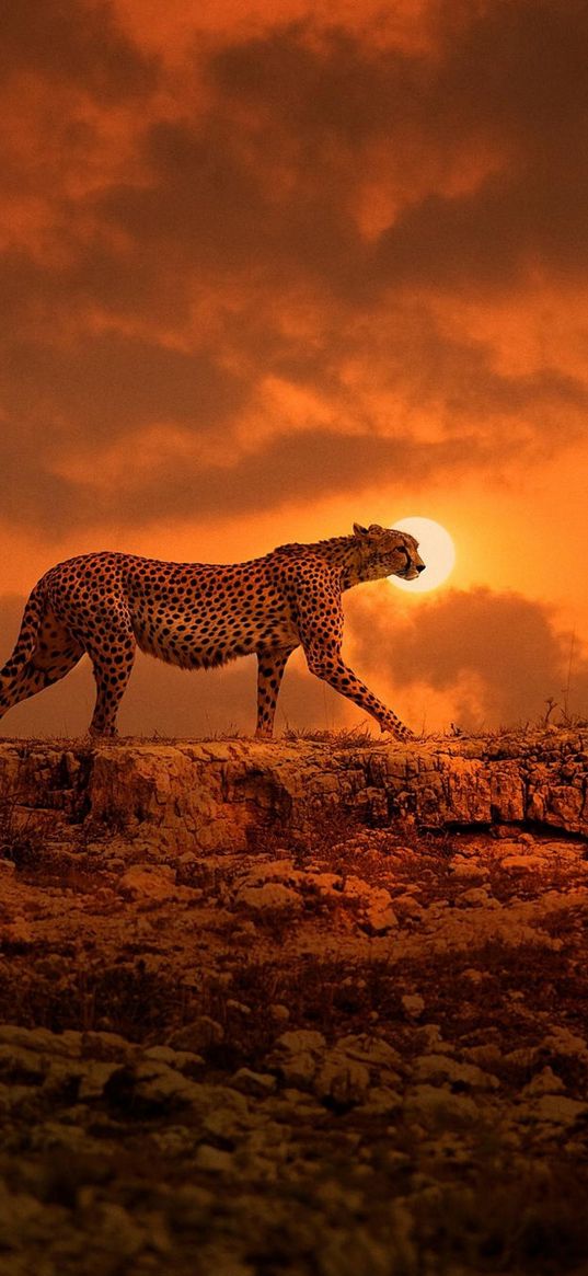 sunset, jaguar, clouds, nature