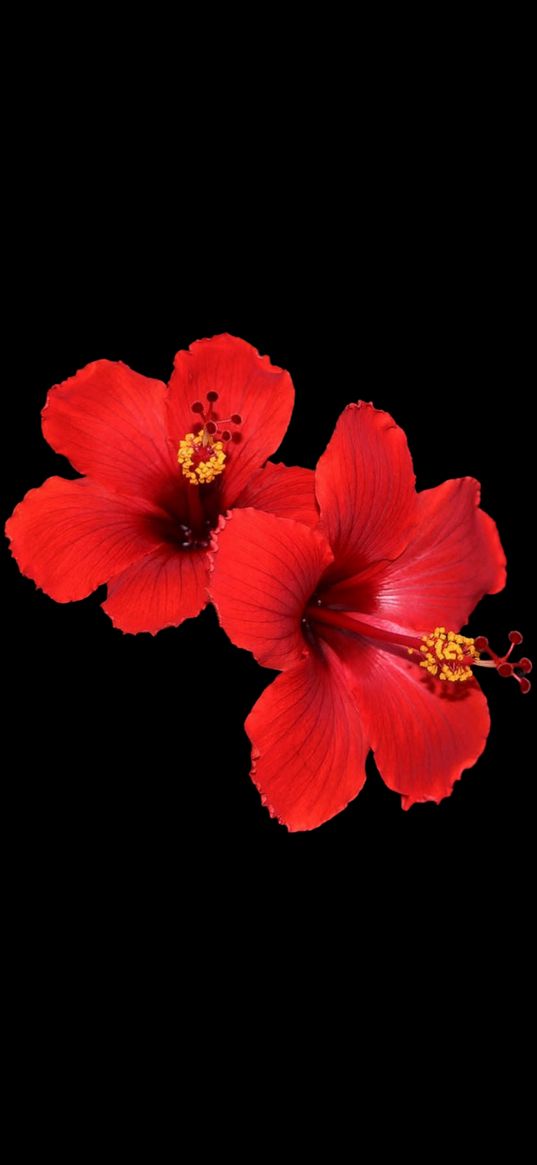 hibiscus, flowers, flower, red, black background