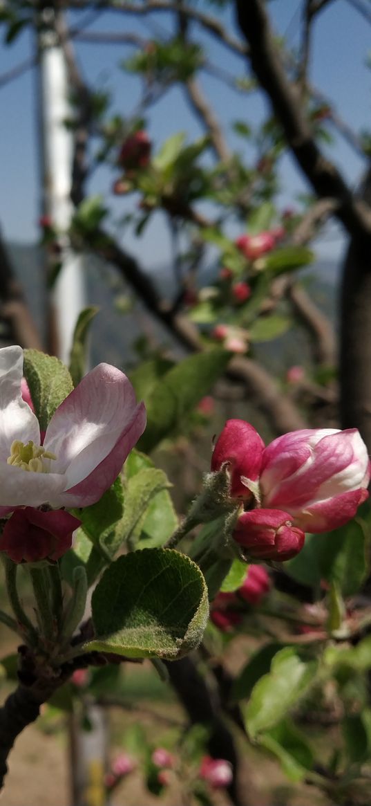 flowers, apple tree, flowering, spring, nature