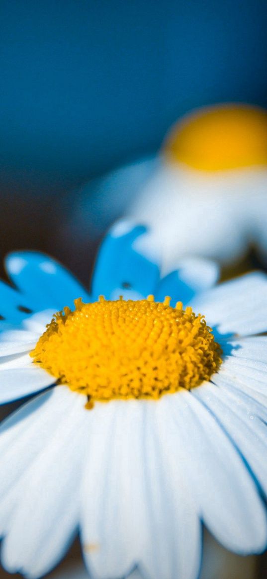 daisy, flower, light, petals