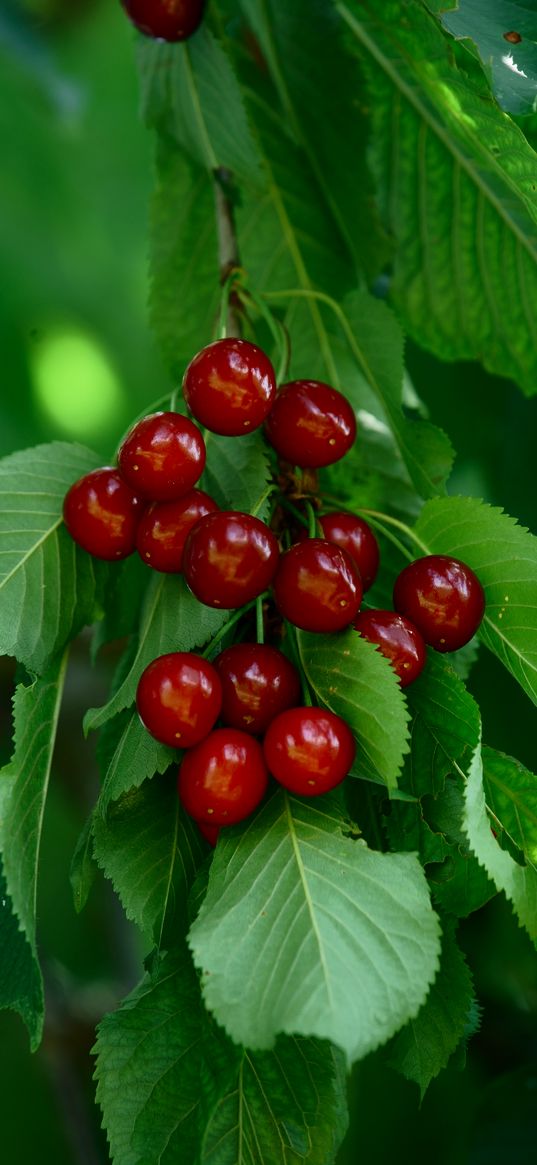 cherry, berries, leaves, macro