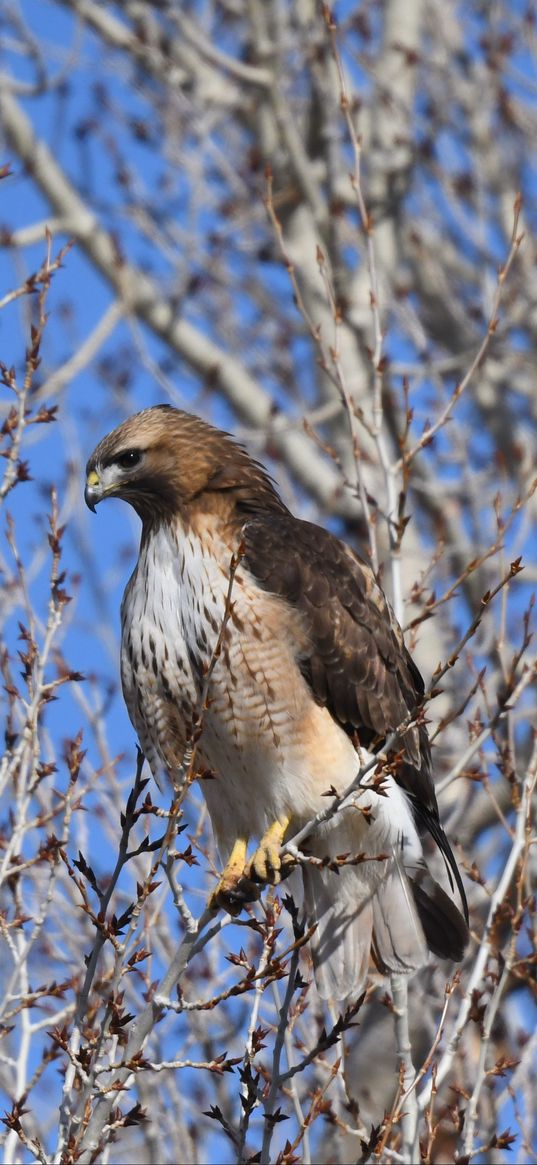 buzzard, bird, branch, tree