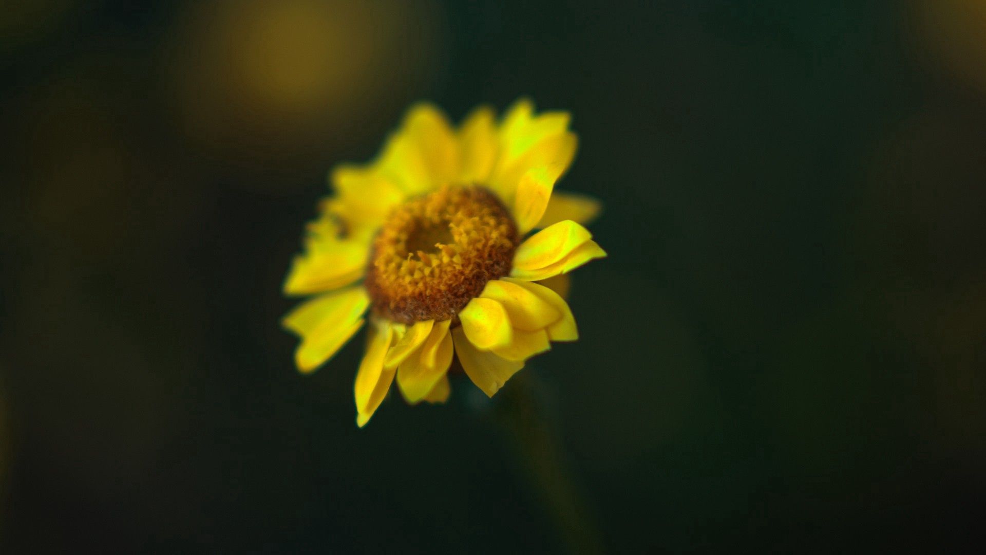 flower, petals, glare, blurred