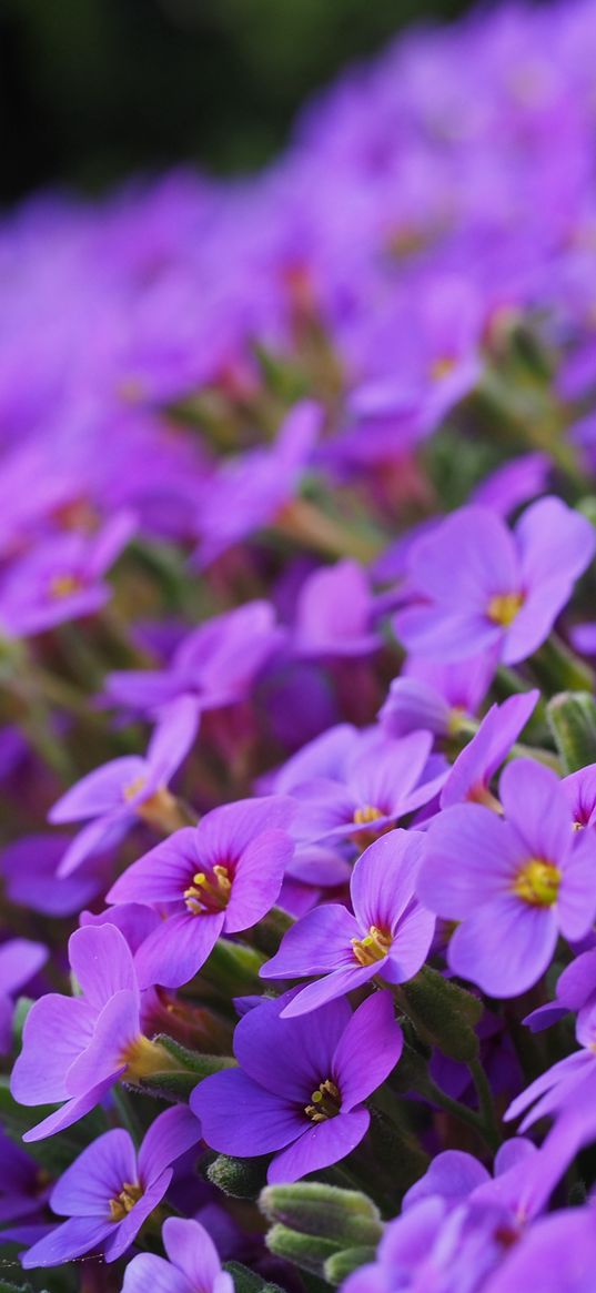 aubrieta, flowers, petals, purple