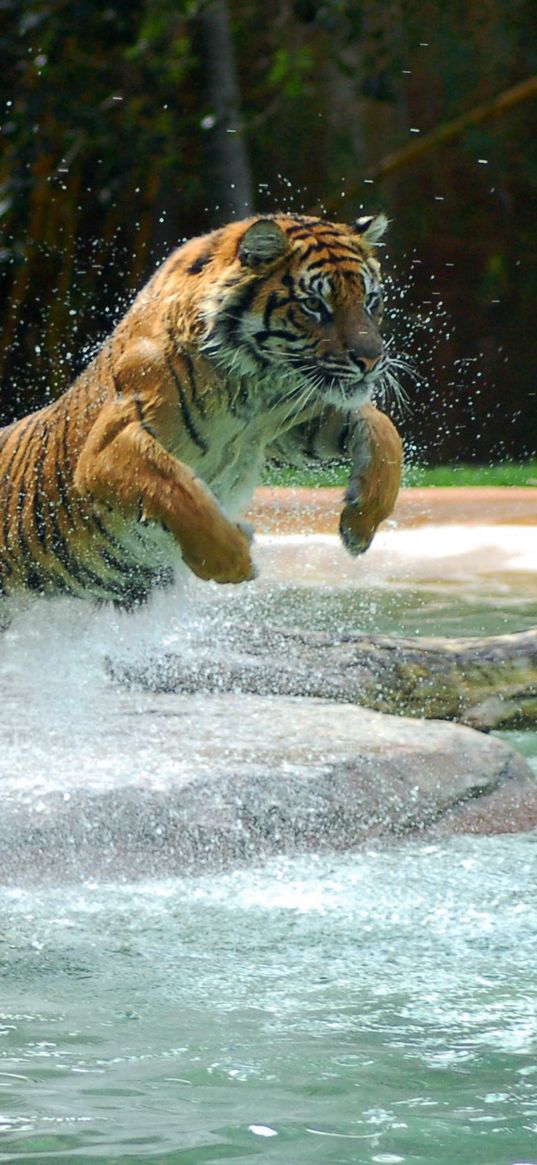 tiger, jump, water, predator