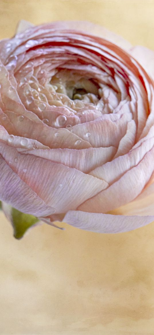 ranunculus, flower, petals, bud, drops, macro