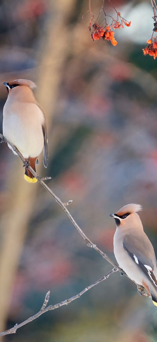 waxwing, birds, branch