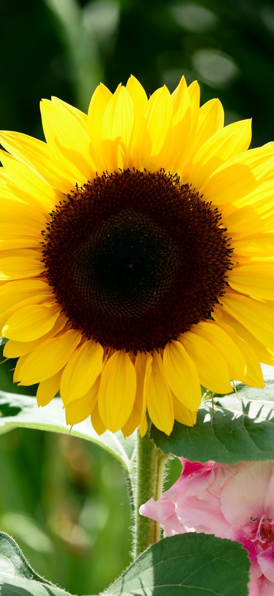 sunflower, flower, petals, leaves, yellow