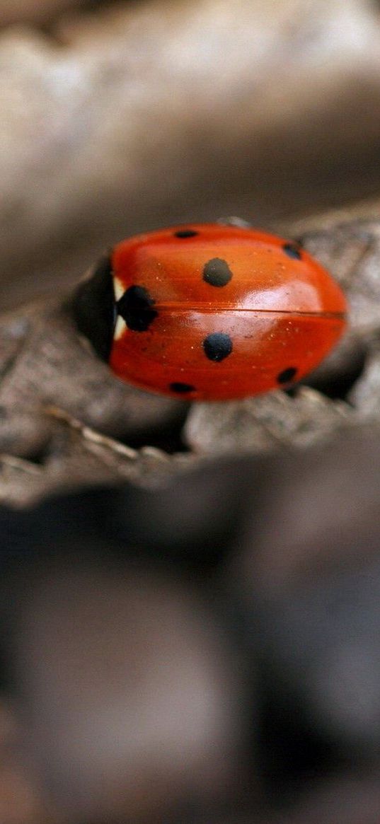 ladybug, leaf, autumn, dry