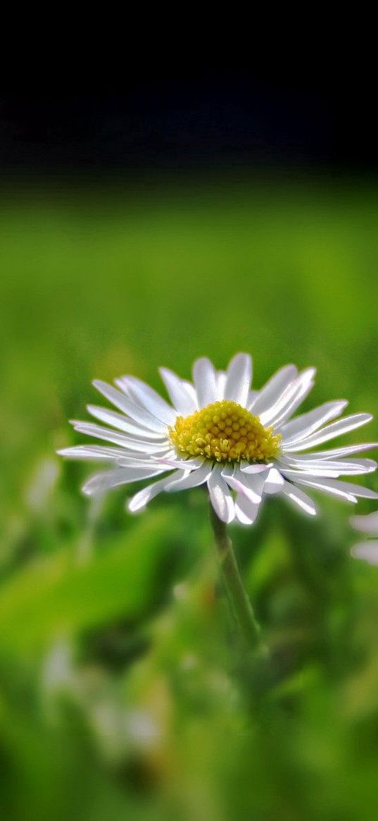 daisy, field, grass, reflections