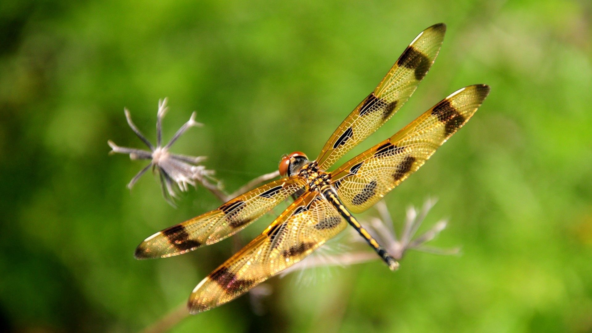 dragonfly, insect, flying, grass